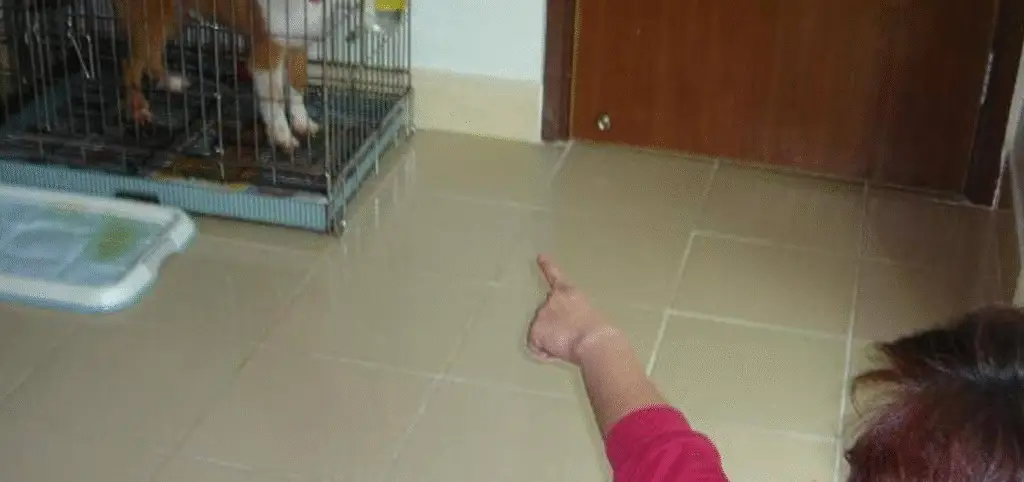 A laptop screen showing PointerPointer, a quirky site made to cure boredom by revealing a photo of someone pointing exactly where your cursor rests.